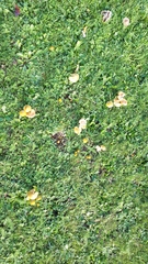 Gliophorus psittacinus