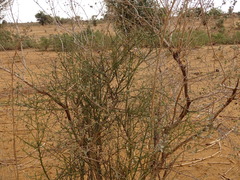 Combretum nigricans