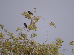 Lamprotornis pulcher