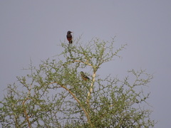 Lamprotornis pulcher