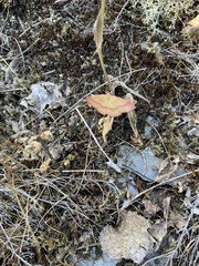 Rhodostrophia calabra