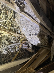 Phyllodactylus nocticolus