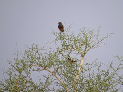 Lamprotornis pulcher