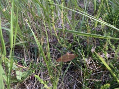 Rhodostrophia calabra