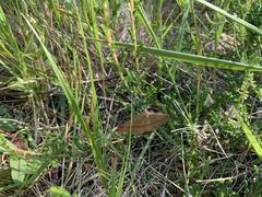 Rhodostrophia calabra