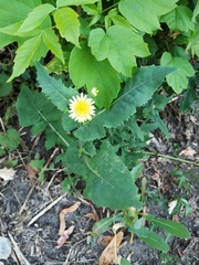 Sonchus oleraceus