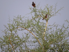 Lamprotornis pulcher