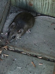 Peromyscus arcticus