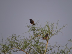 Lamprotornis pulcher
