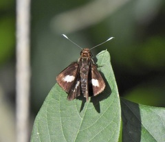 Sabera caesina