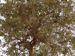 Combretum glutinosum