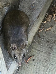 Peromyscus arcticus