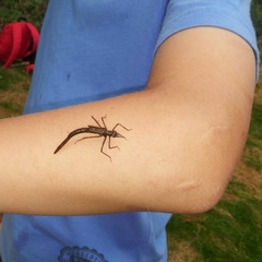 Calopteryx splendens