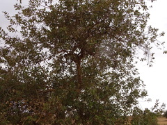 Combretum glutinosum