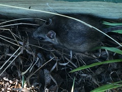 Peromyscus arcticus