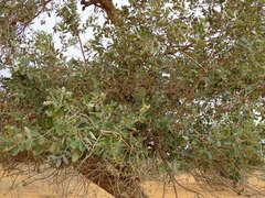 Combretum glutinosum