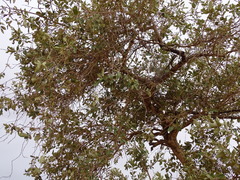 Combretum glutinosum