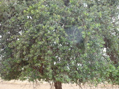 Combretum glutinosum