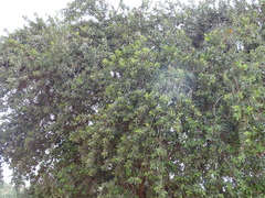 Combretum glutinosum