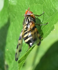 Otites porcus