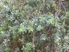 Combretum glutinosum