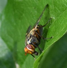Otites porcus