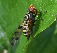 Otites porcus