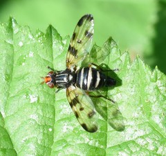 Otites porcus