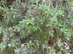 Combretum glutinosum