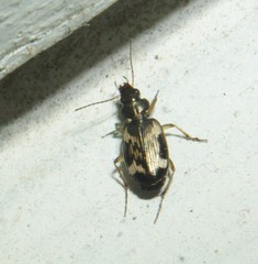 Tetragonoderus