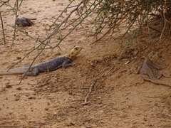 Agama agama