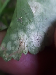 Entyloma ranunculorum