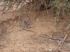 Agama agama