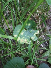 Entyloma ranunculorum