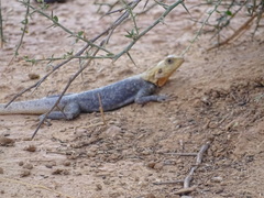Agama agama