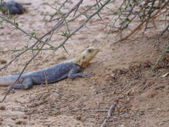 Agama agama