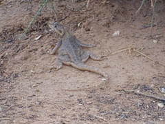 Agama agama