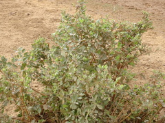 Guiera senegalensis