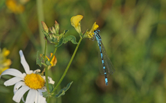 Coenagrion ornatum