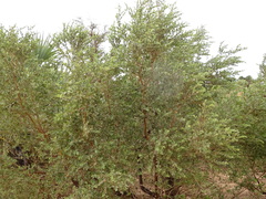 Guiera senegalensis