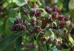Strobilanthes ixiocephala