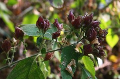 Strobilanthes ixiocephala