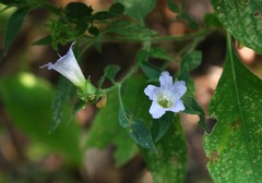 Strobilanthes ixiocephala