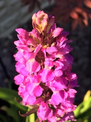 Dactylorhiza praetermissa