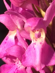 Dactylorhiza praetermissa