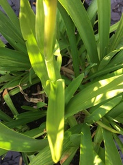 Dactylorhiza praetermissa