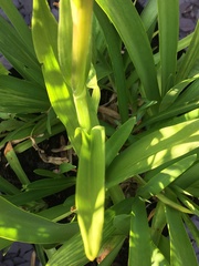 Dactylorhiza praetermissa