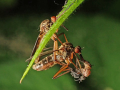 Empis livida