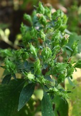 Strobilanthes ixiocephala