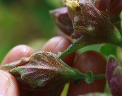 Strobilanthes ixiocephala